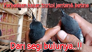 CARA MEMBEDAKAN KACER TROTOL JANTAN & BETINA || DARI BULUNYA ||