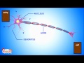 Neurons and Science Resources