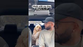 Dog knows how to do quick math… 😳 #dogs #cockapoo #viral #doglover