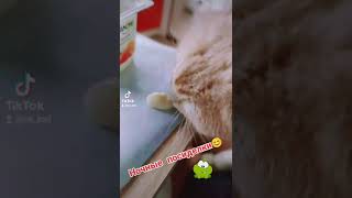 Прикол с кошечкой🐱