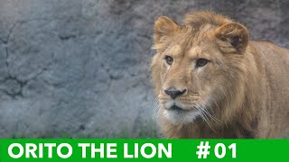 オリト・ザ・ライオン＃01 飛び出るオリト