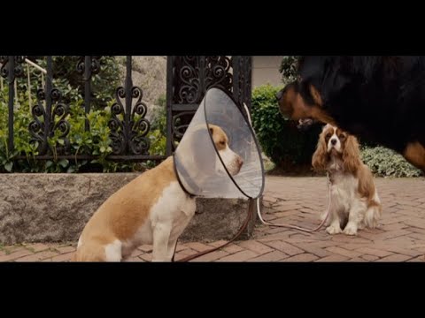 Underdog (2007) - the bully dogs return