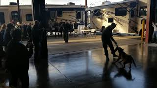 Prescott Valley Police show off their new K9s