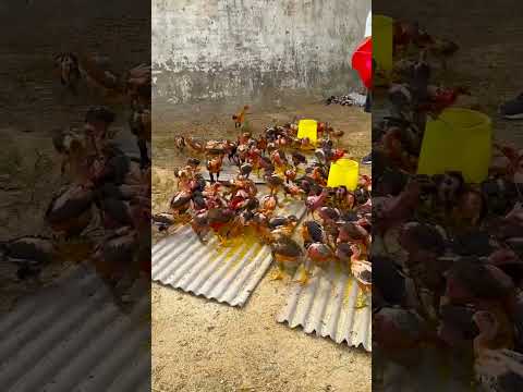 Crazy Over Loaded Hungry Baby Chicken Sheikh Jalal Agro