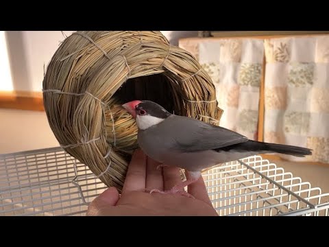 定位置じゃないつぼ巣に戸惑い気味の文鳥　あずき　java sparrow