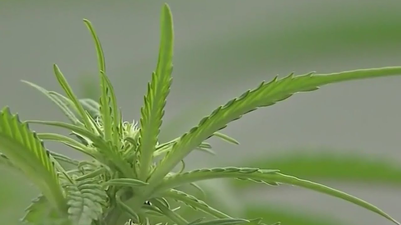 House approves bill legalizing marijuana nationwide Rush Hour YouTube