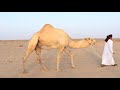 لقاء التراث للهجن بحمد العفاد الوهيبي مشرف محمية حمود سليم العفاد الوهيبي متحدثا عن الفحل بطاش لقاء التراث للهجن بحمد العفاد الوهيبي مشرف محمية حمود سليم العفاد الوهيبي متحدثا عن الفحل بطاش