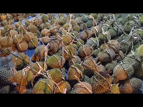 Harga Durian Turun, Berikut Penyebabnya