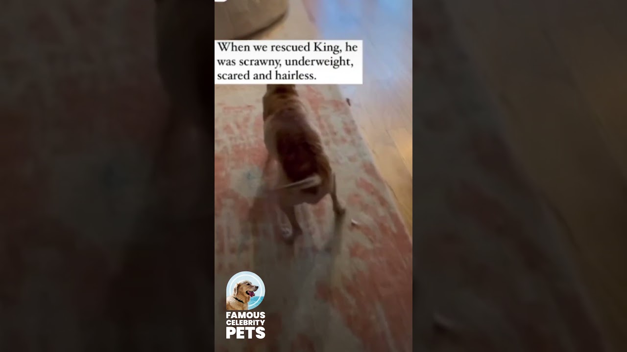 Kaley Cuoco Rescuing and Adopting a Dog ❤️‍🔥🐕 