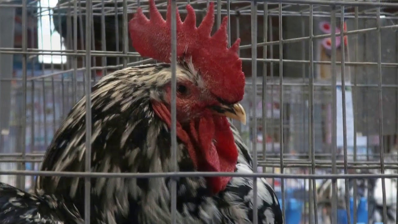 La Pita Pinta es la reina de las gallinas en VI Exposición avícola de Candás, Asturias