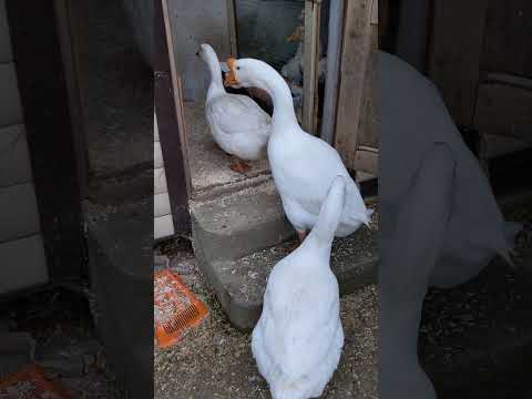 Федю на лево потянуло #winterbirds #goose #birds #winter #животные #funny #animals