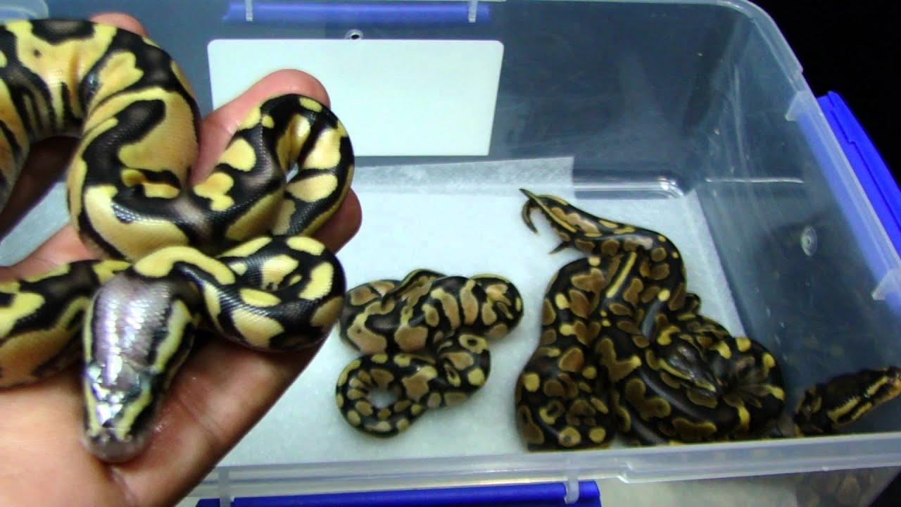 biteable Clutch #2 is out. Citrus Pastel x YB