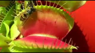 Venüs Flytrap L Sinek Kapan