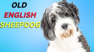 Old English Sheepdog pros and cons | The Good And The Bad.