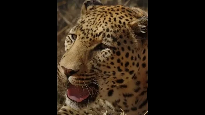 top5 dangerous animals