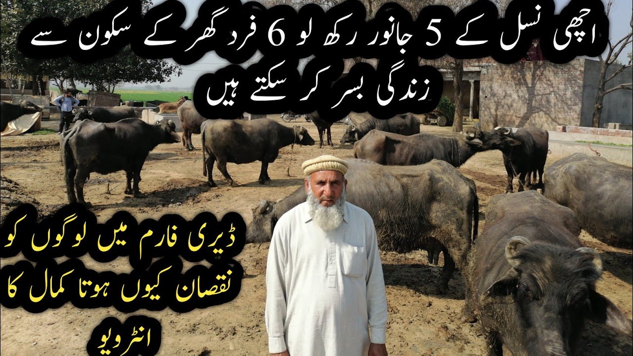 Commercial Dairy farming business in pakistan||make money from Nilli