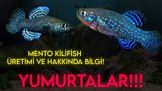 Aphanius Mento Production Mento Kilifish Üretimi Davranış Biçimi Yemleme Şekli Ve Daha Niceleri