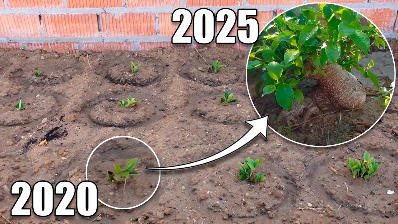 Bonsai Kronos - Los orígenes!