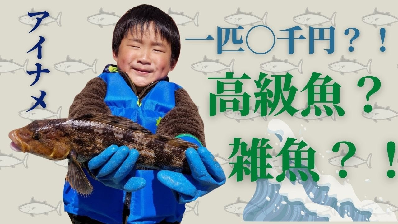 アイナメ釣り 道外では高級魚 北海道では雑魚 Youtube アイナメ釣り 道外では高級魚 北海道では雑魚 Youtube