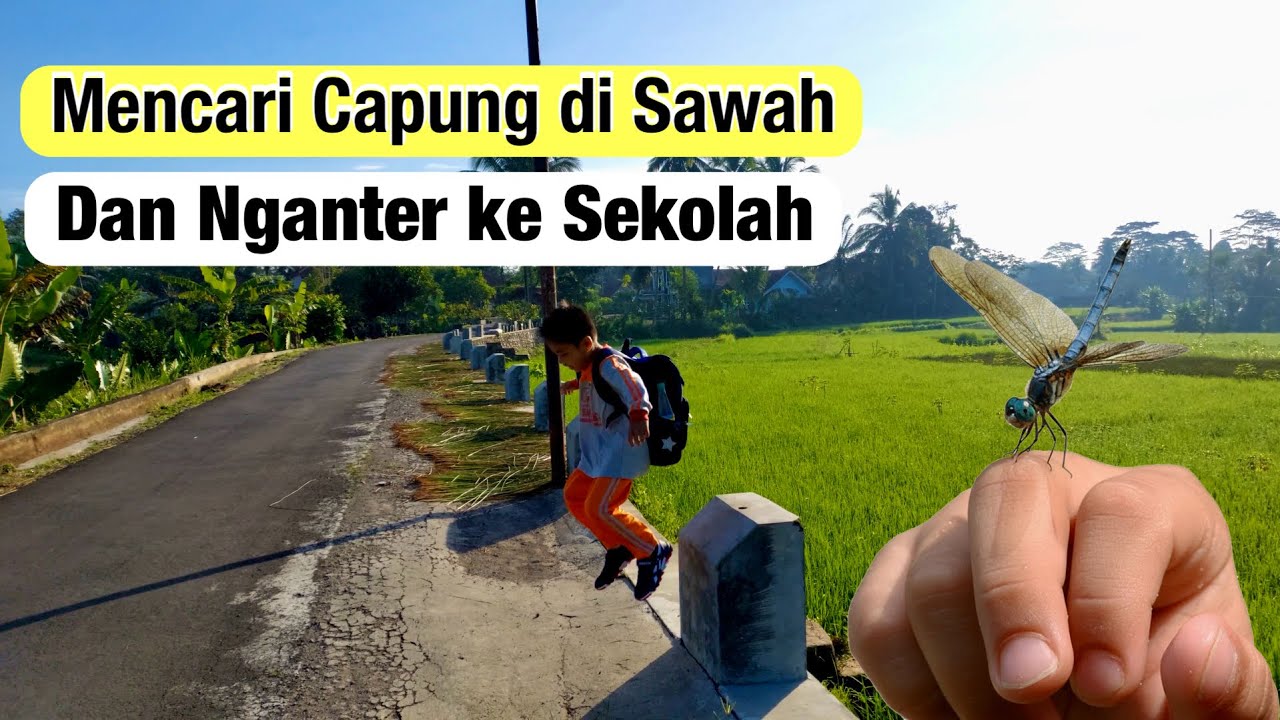 Nganterin Anak Berangkat Sekolah di Sebuah Desa di Tasikmalaya dan Lanjut Mencari Capung di Sawah