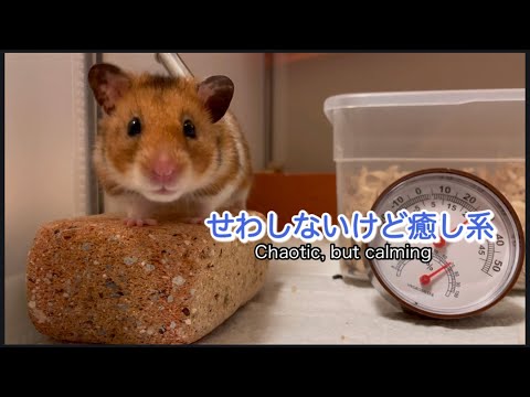 プリパラ オレンジハムスター Amazon.co.jp: Pets Alive ペットアライブ ハムスター (オレンジ