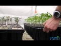 Episode 2 - The first results of the mycorrhizae fungi treatment after just a few weeks!