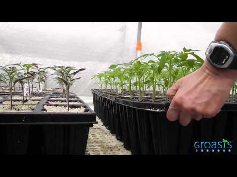 Video: Mycorrhizal Fungi Fertilizer - Mycorrhizal Fungi Effects On Citrus