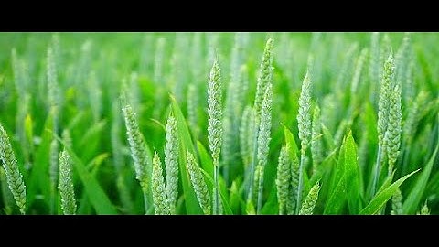 A Critical Empirical Analysis of Causal Linkage between Agricultural Output and Real GDP: Evidence