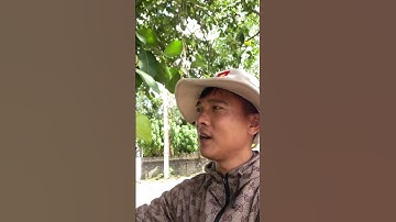 Cây thuốc Đa Lông#covenduongvlogs #câythuốcquý #caythuoc #caybuttre #fruit #instrumental