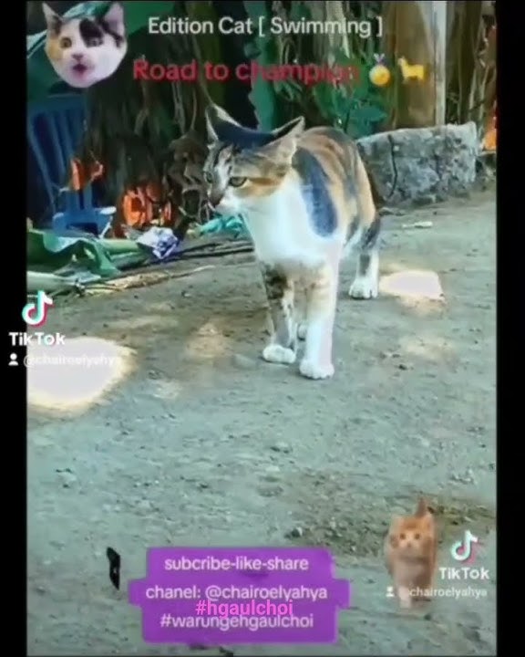 Edition Cat [ Swimming ] haa⚘️ Road to Champion 🏅🐈 @chairoelyahya #warungehgaulchoi #hgaulchoi