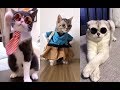Cats Funny Videos Compilation | Musically India 2018