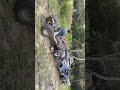 4 wheel drive go kart drives over Toyota #shorts