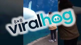 Beluga Whale Shows Excitement over Stuffed Friend || ViralHog