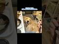 ここでまってたらいいんですか〜？#大型犬 #ゴールデンレトリバー