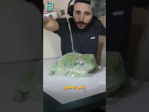 هذا الضفدع ليس كما تراه