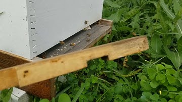 Beekeeping: How to tell when your hive is being robbed
