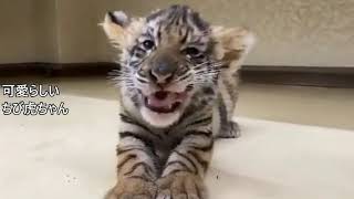 美しい虎、トラ、彪、とら、寅、