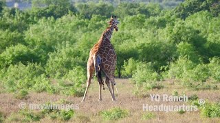 Giraffe gives birth at Y.O. Ranch Headquarters in April 2019