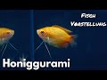 Honiggurami Trichogaster Chuna Liquid Nature Fisch Vorstellung