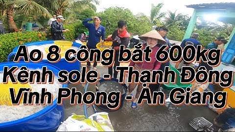 Ao 8 công bắt 600kg tôm càng lúc 5 giờ sáng tại kênh sole - ấp Thạnh Đông - Xã Vĩnh Phong - An Giang