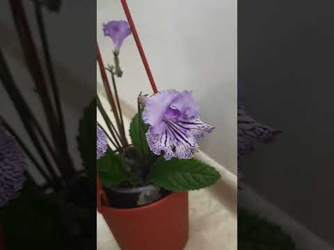 АБ МОРСКИЕ ВОЛНЫ