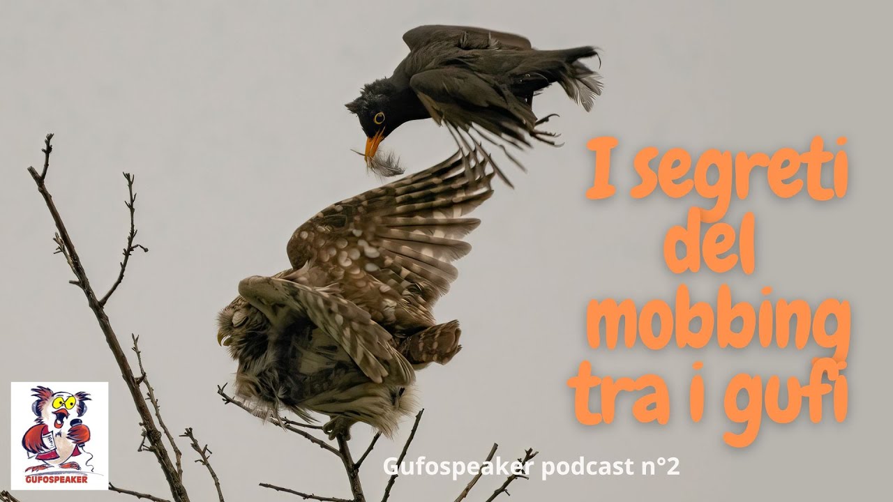 I segreti del mobbing tra i gufi 
