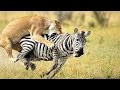 Zebra escapes from a lioness