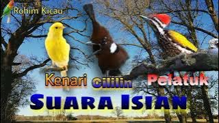 Masteran | Burung Kenari, Burung Cililin, Burung Pelatuk