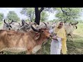 गौमाता को लाड प्यार दुलार करते हुए परम तपस्विनी साध्वी श्री भगवती बाई जी Gomata गौ सेवार्थ