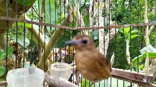 Download Lagu jongkangan betina ngriwik di pagi hari MP3