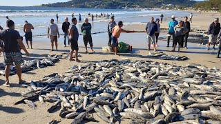 Safra da tainha 2024, 21-05-24, Garopaba,SC, tainhas no cerco, nos barcos e peixes nas bancas. #fish