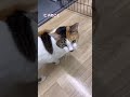 保護センタースタッフにべったり！甘えんぼな三毛猫【三崎動物保護センターの日常】#shorts