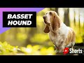 바셋 하운드 세상에서 가장 게으른 개 품종 중 하나 반바지