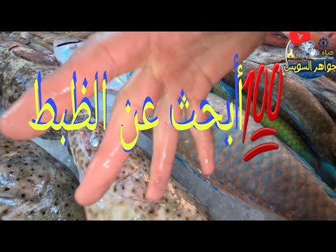 ما هو الظبط وأهميته للسمك و لك عند الشراء يعني الخلاصة متشتريش سمك من غير ظبط